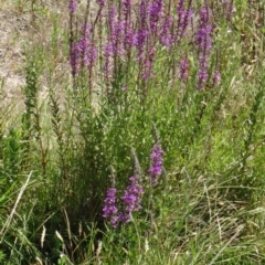 Lythrum salicaria (Purple Loosestrife) at Paddys River, ACT - 14 Jan 2015 by galah681