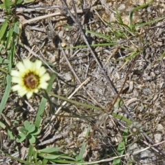 Tolpis barbata (Yellow Hawkweed) at Paddys River, ACT - 14 Jan 2015 by galah681