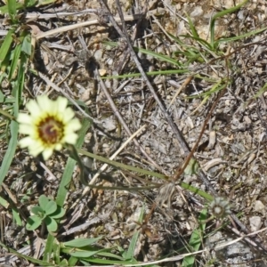 Tolpis barbata at Paddys River, ACT - 15 Jan 2015