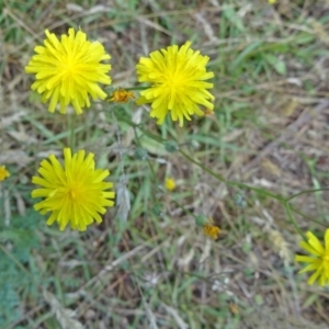 Crepis capillaris at Paddys River, ACT - 15 Jan 2015