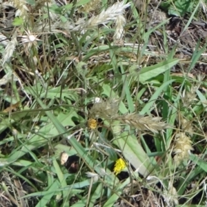 Crepis capillaris at Paddys River, ACT - 15 Jan 2015