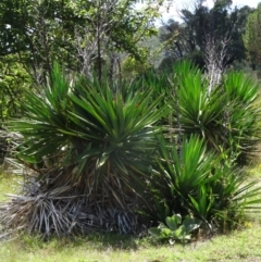 Yucca sp. at Paddys River, ACT - 14 Jan 2015 by galah681