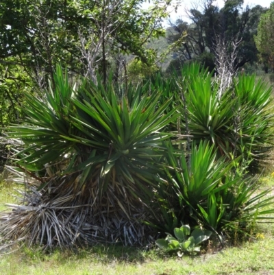 Yucca sp. at Paddys River, ACT - 14 Jan 2015 by galah681