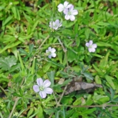 Geranium sp. Pleated sepals (D.E.Albrecht 4707) Vic. Herbarium (Naked Crane's-bill) at Paddys River, ACT - 15 Jan 2015 by galah681