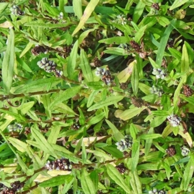 Persicaria prostrata (Creeping Knotweed) at Paddys River, ACT - 14 Jan 2015 by galah681