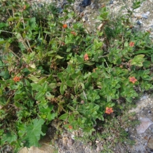 Lysimachia arvensis at Paddys River, ACT - 15 Jan 2015 11:00 AM