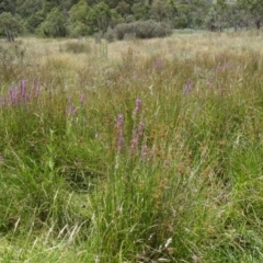 Lythrum salicaria at Paddys River, ACT - 15 Jan 2015