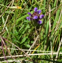 Prunella vulgaris (Self-heal, Heal All) at Paddys River, ACT - 15 Jan 2015 by galah681