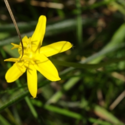 Hypoxis hygrometrica (Golden Weather-grass) at Paddys River, ACT - 15 Jan 2015 by galah681