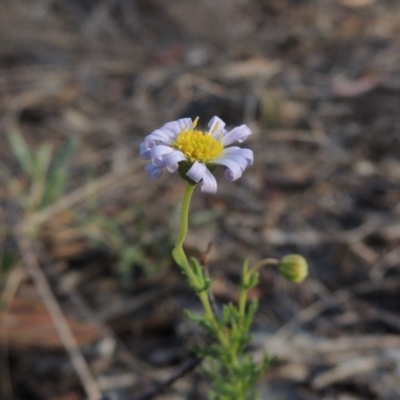Brachyscome rigidula (Hairy Cut-leaf Daisy) at Conder, ACT - 7 Dec 2014 by MichaelBedingfield