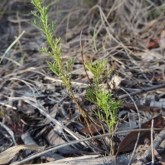 Brachyscome rigidula at Conder, ACT - 7 Dec 2014 07:05 PM