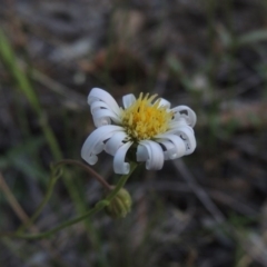 Brachyscome rigidula at Conder, ACT - 7 Dec 2014 07:05 PM