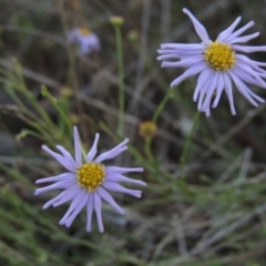 Brachyscome rigidula (Hairy Cut-leaf Daisy) at Conder, ACT - 7 Dec 2014 by MichaelBedingfield