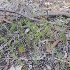 Brachyscome rigidula at Conder, ACT - 7 Dec 2014