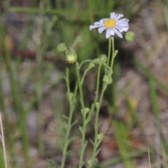 Brachyscome rigidula (Hairy Cut-leaf Daisy) at Rob Roy Range - 7 Dec 2014 by MichaelBedingfield