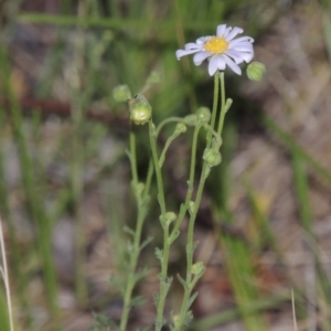 Brachyscome rigidula at Rob Roy Range - 7 Dec 2014