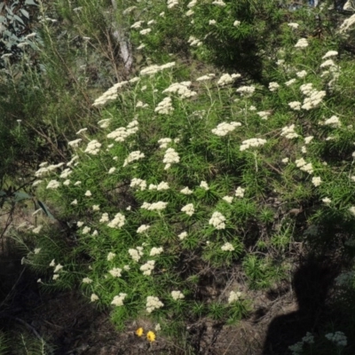 Cassinia longifolia (Shiny Cassinia, Cauliflower Bush) at Conder, ACT - 7 Dec 2014 by michaelb