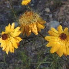 Xerochrysum viscosum (Sticky Everlasting) at Conder, ACT - 7 Dec 2014 by michaelb