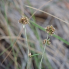 Euchiton japonicus (Creeping Cudweed) at Rob Roy Range - 7 Dec 2014 by michaelb