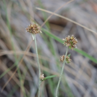 Euchiton japonicus (Creeping Cudweed) at Rob Roy Range - 7 Dec 2014 by MichaelBedingfield