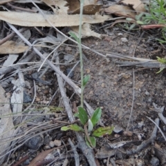 Euchiton japonicus at Rob Roy Range - 7 Dec 2014