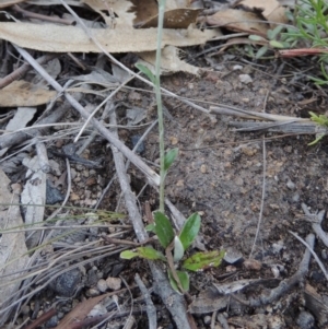 Euchiton japonicus at Rob Roy Range - 7 Dec 2014