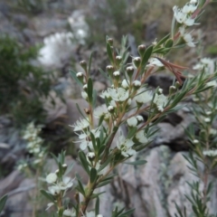 Kunzea ericoides (Burgan) at Tuggeranong Hill - 4 Dec 2014 by michaelb