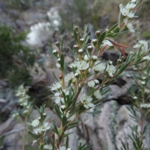 Kunzea ericoides at Conder, ACT - 5 Dec 2014