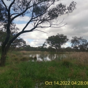 Foeniculum vulgare at Paddys River, ACT - 15 Jan 2015 11:33 AM