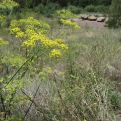 Foeniculum vulgare at Paddys River, ACT - 15 Jan 2015