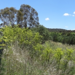 Foeniculum vulgare at Paddys River, ACT - 15 Jan 2015 11:33 AM