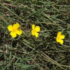 Eschscholzia californica (California Poppy) at Paddys River, ACT - 15 Jan 2015 by galah681