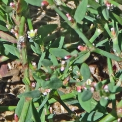 Polygonum aviculare (Wireweed) at Paddys River, ACT - 15 Jan 2015 by galah681