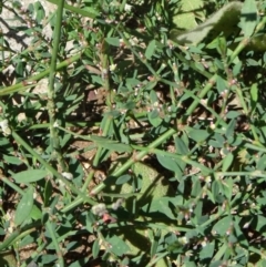 Polygonum aviculare at Paddys River, ACT - 15 Jan 2015