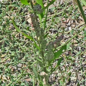 Chenopodium album at Paddys River, ACT - 15 Jan 2015