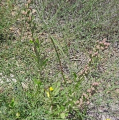 Chenopodium album at Paddys River, ACT - 15 Jan 2015