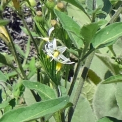 Solanum chenopodioides (Whitetip Nightshade) at Paddys River, ACT - 15 Jan 2015 by galah681