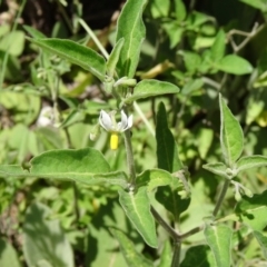 Solanum chenopodioides at Paddys River, ACT - 15 Jan 2015 11:35 AM