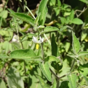 Solanum chenopodioides at Paddys River, ACT - 15 Jan 2015 11:35 AM