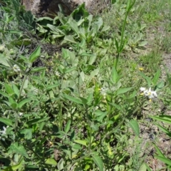 Solanum chenopodioides at Paddys River, ACT - 15 Jan 2015 11:35 AM