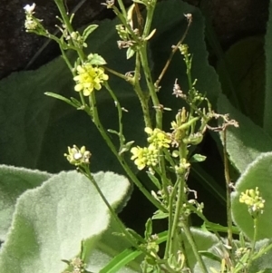 Hirschfeldia incana at Paddys River, ACT - 15 Jan 2015