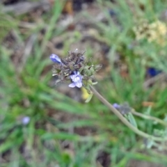 Linaria arvensis (Corn Toadflax) at Tuggeranong DC, ACT - 20 Oct 2014 by galah681