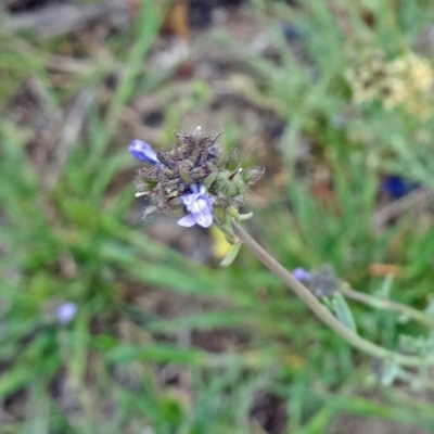 Linaria arvensis (Corn Toadflax) at Tuggeranong DC, ACT - 20 Oct 2014 by galah681