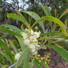 Acacia implexa (Hickory Wattle, Lightwood) at Farrer Ridge - 19 Jan 2015 by galah681