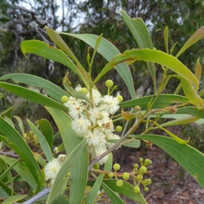 Acacia implexa (Hickory Wattle, Lightwood) at Farrer Ridge - 19 Jan 2015 by galah681