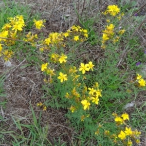 Hypericum perforatum at Farrer Ridge - 20 Jan 2015