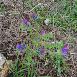 Echium sp. at Farrer Ridge - 20 Jan 2015 08:50 AM