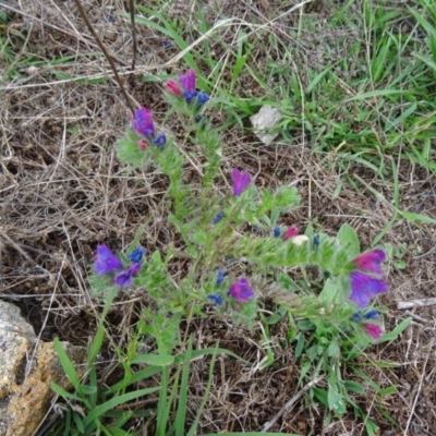 Echium sp. (Paterson's Curse or Viper's Bugloss) at Farrer Ridge - 19 Jan 2015 by galah681