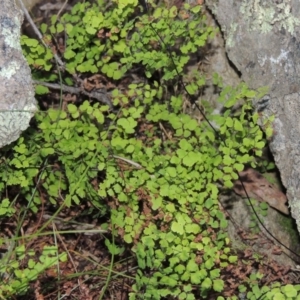 Adiantum aethiopicum at Conder, ACT - suppressed