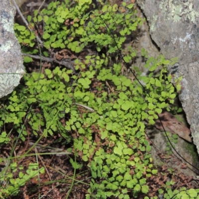 Adiantum aethiopicum (Common Maidenhair Fern) at Rob Roy Range - 7 Dec 2014 by michaelb